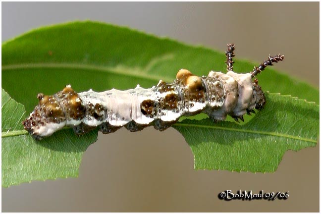 Viceroy Caterpillar