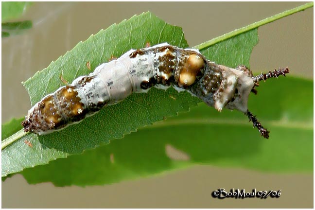 Viceroy Caterpillar