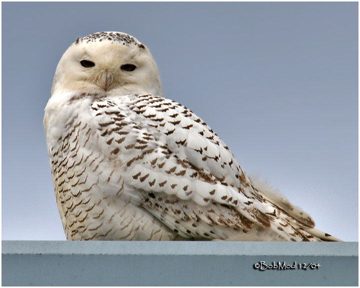 Snowy Owl