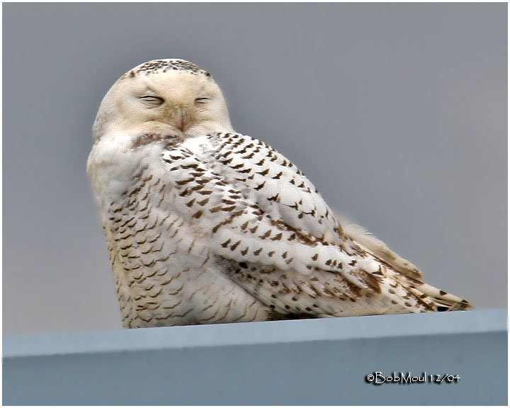 Snowy Owl