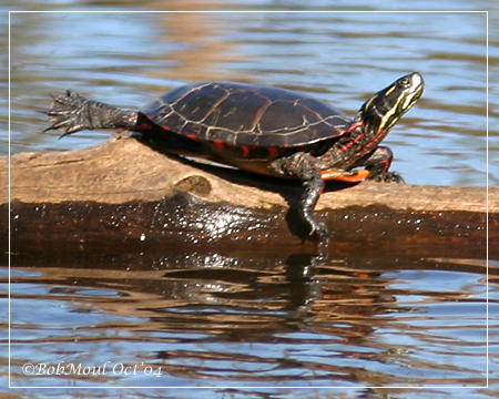 . SQUAM LAKES NATURAL SCIENCE CENTER-HOLDERNESS, NH