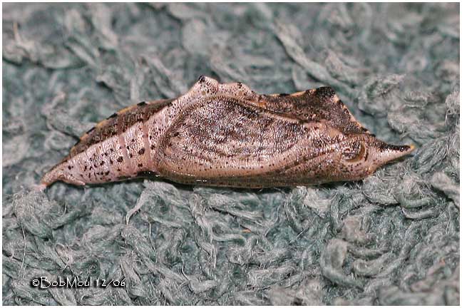 Cabbage White Pupa