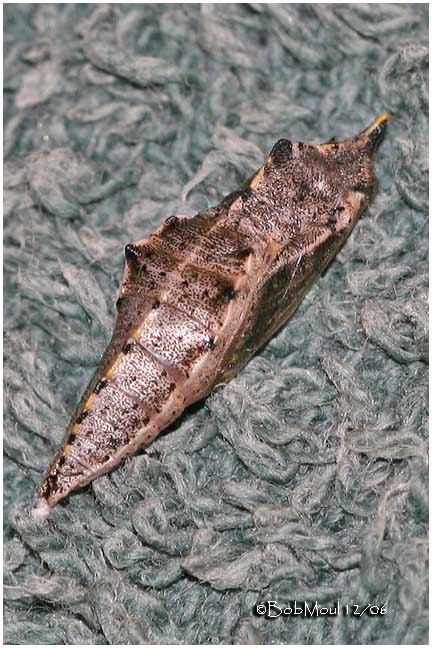 Cabbage White Pupa