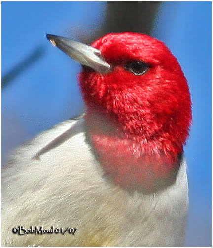 Red-headed Woodpecker