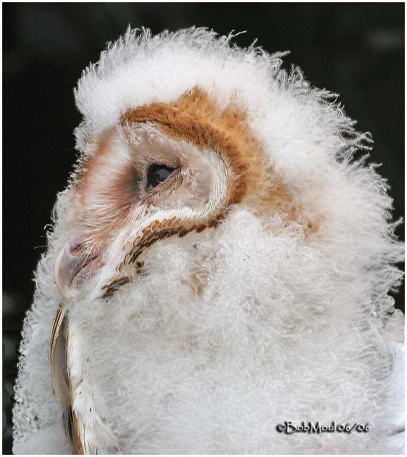 Barn Owl Chick-Approx, 5 weeks old