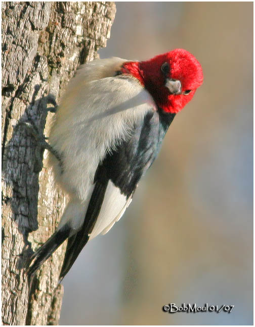 Red-headed Woodpecker