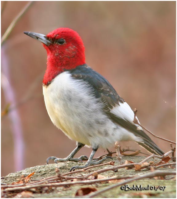 Red-headed Woodpecker