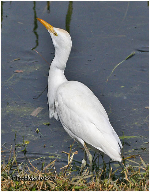 Cattle Egret