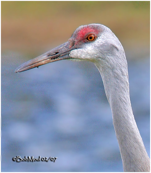 Sandhill Crane