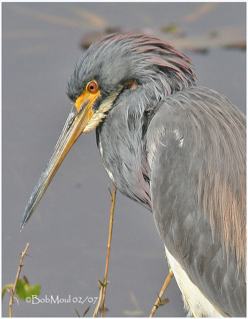 Tri-colored Heron