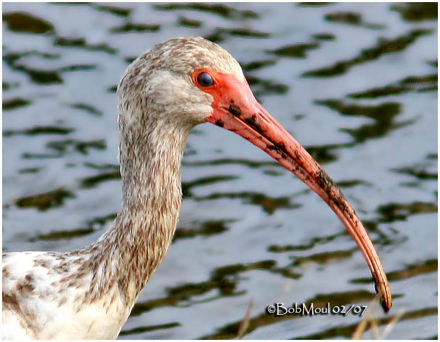 WHITE IBIS - Immature