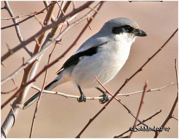 Loggerhead Shrike-February 2007