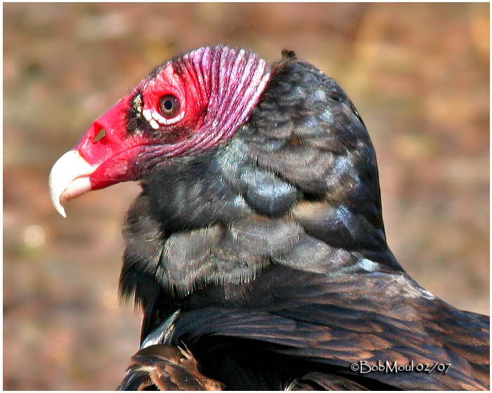 Turkey Vulture