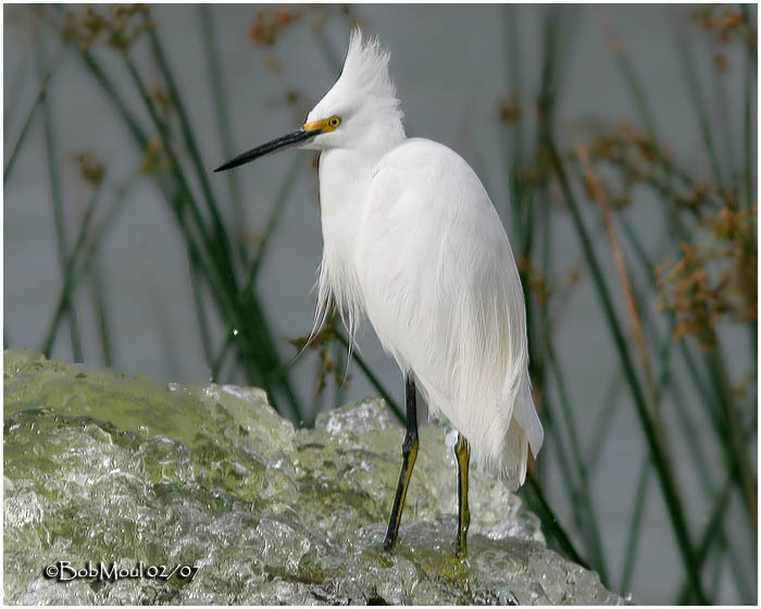 Snowy Egret