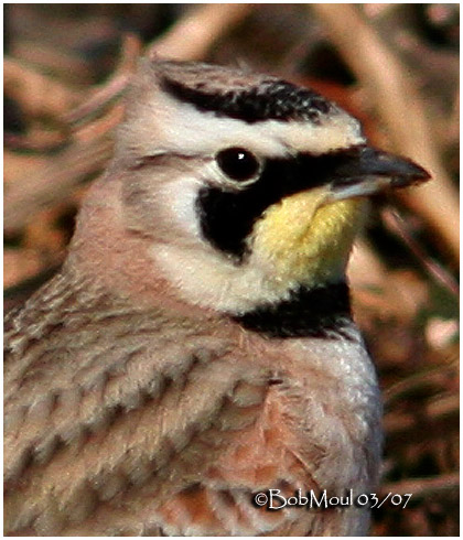 Horned Lark