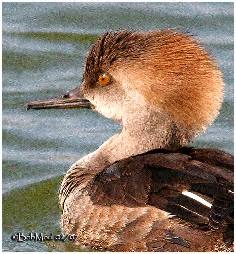 Hooded Merganser - Female