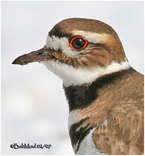 Killdeer