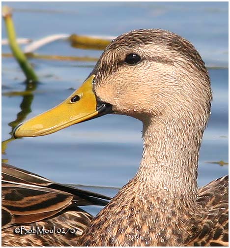 Mottled Duck - Male