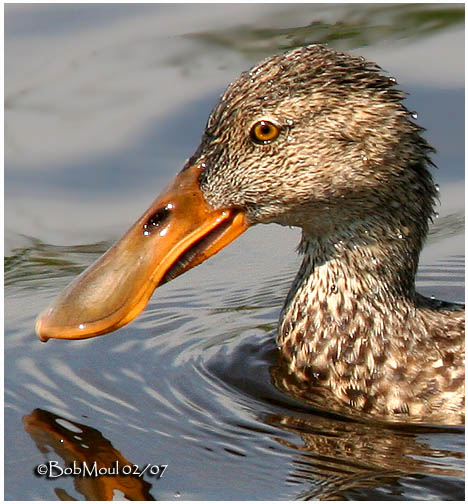 Northern Shoveler-Female