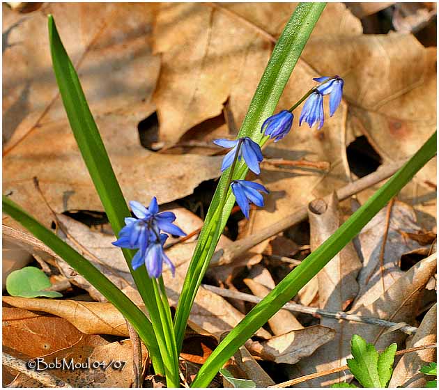 Siberian Squill
