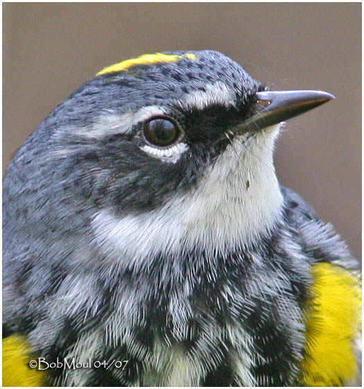 Yellow-rumped Warbler