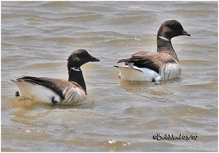Brant