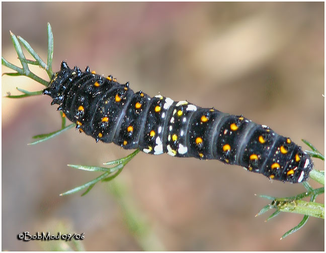 Second Instar Stage