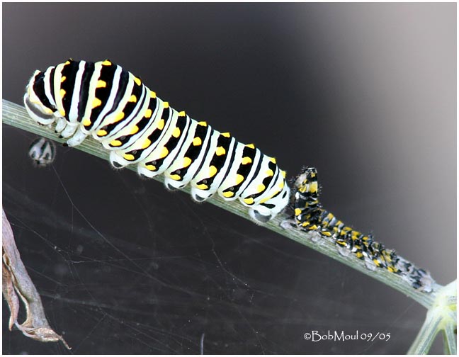 Third Instar Stage