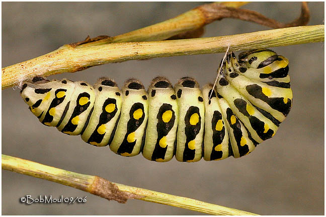Pre-Pupa Stage