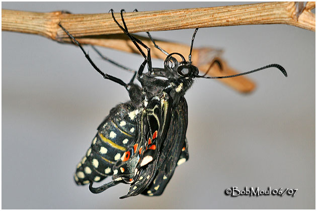 Recently Emerged Butterfly