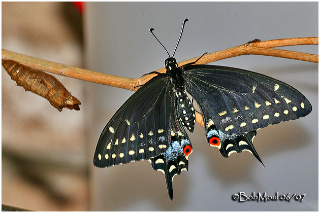 Adult Butterfly with Chrysalis Shell