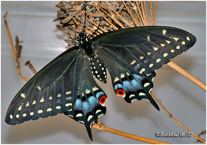 <h5><big>Black Swallowtail-Female<br></big><em>Papilio polyxenes</h5></em>