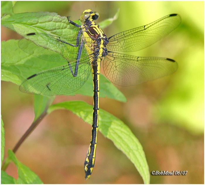 Black-shouldered Spinyleg