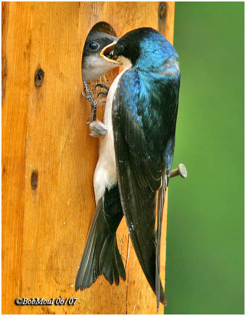 Tree Swallow