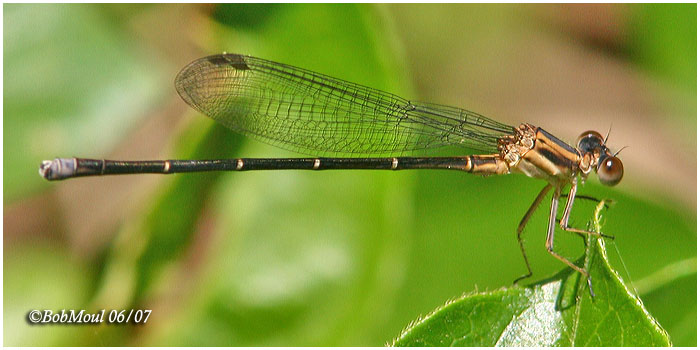 Powdered Dancer-Immature Male