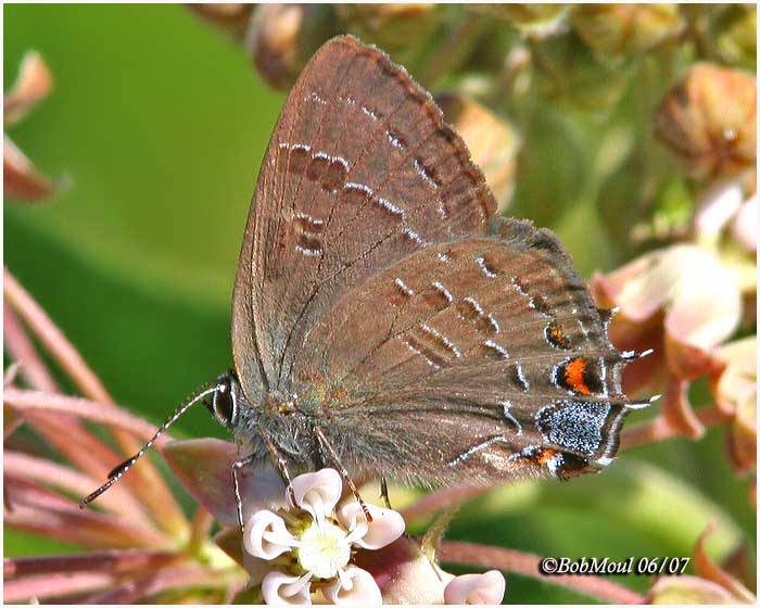 Banded Hairstreak (White Oak)