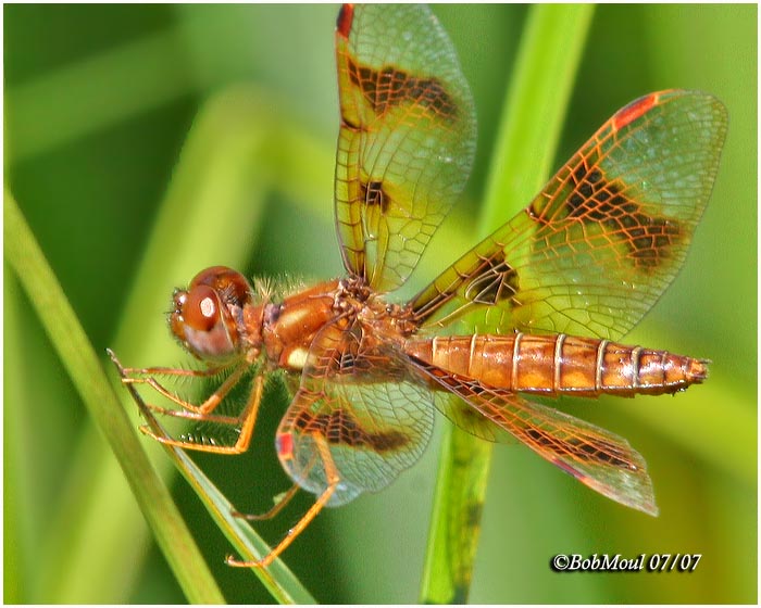 Eastern Amberwing-Female