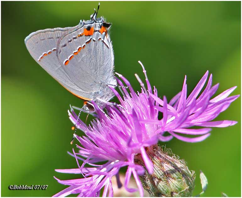Gray Hairstreak