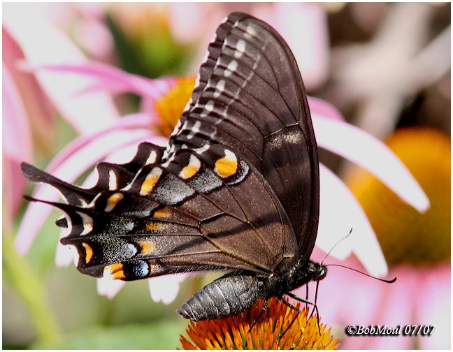 <h5><big>Eastern Tiger Swallowtail-Black Form, Always Female<br></big><em>Papilio glaucus</h5></em><BR>