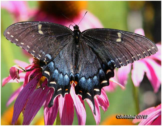 <h5><big>Eastern Tiger Swallowtail-Black Form, Always Female<br></big><em>Papilio glaucus</h5></em><BR>