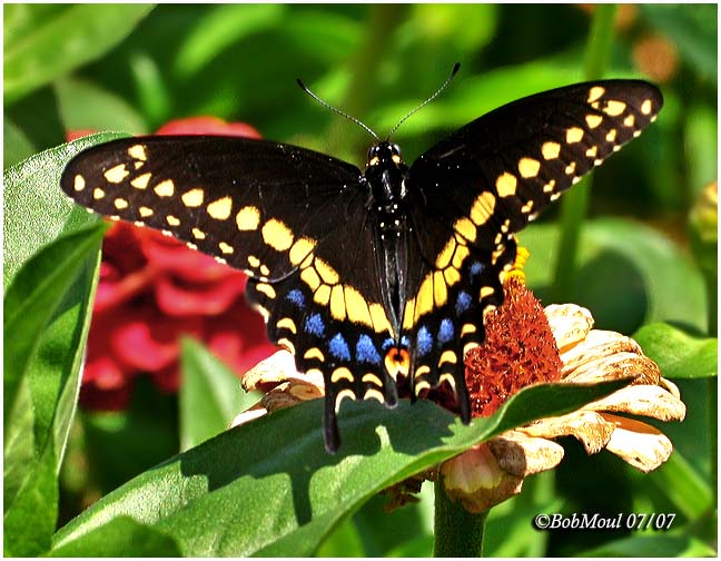 Black Swallowtail-Male