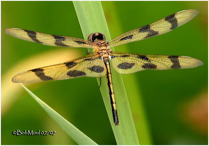Halloween Pennant-Teneral