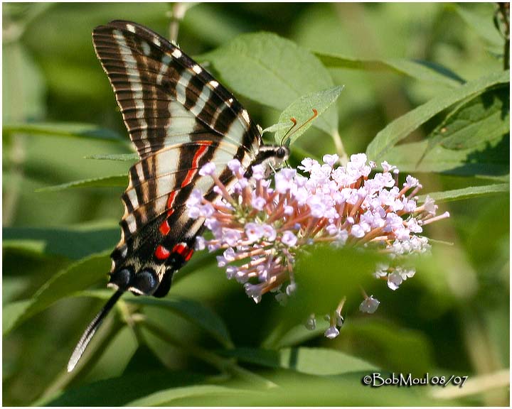 <h5><big>Zebra Swallowtail-Summer Form<br></big><em>Eurytides marcellus</h5></em>
