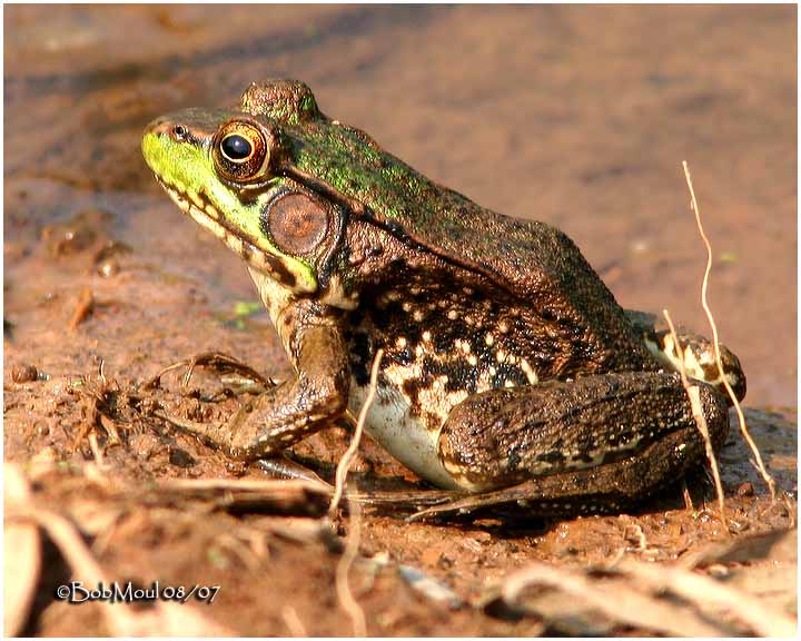 Green Frog-Female