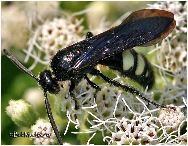 Double-banded Scoliid Wasp