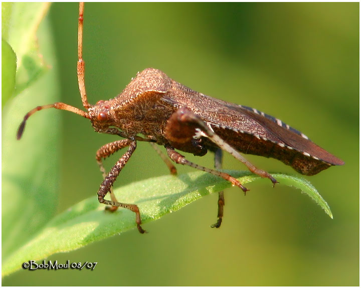 Leaf Footed Bug