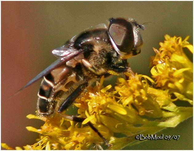 Syrphid Fly