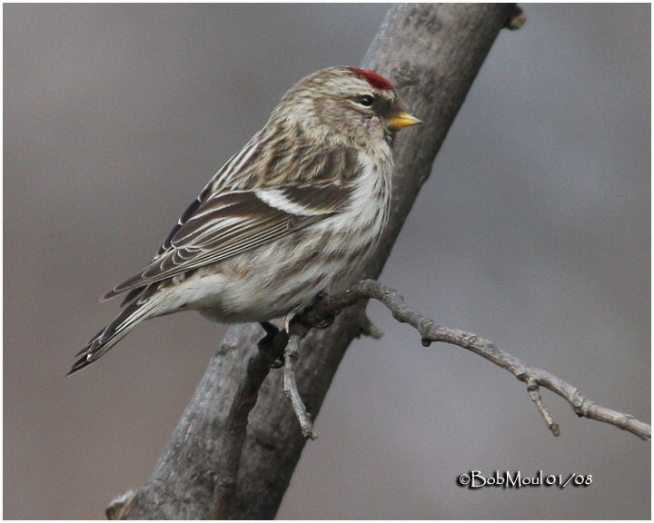 Common Redpoll-Female