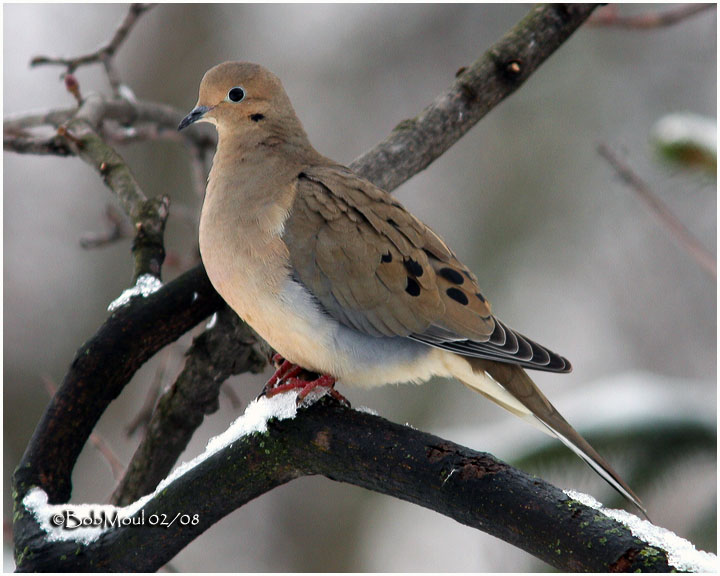 Mourning Dove