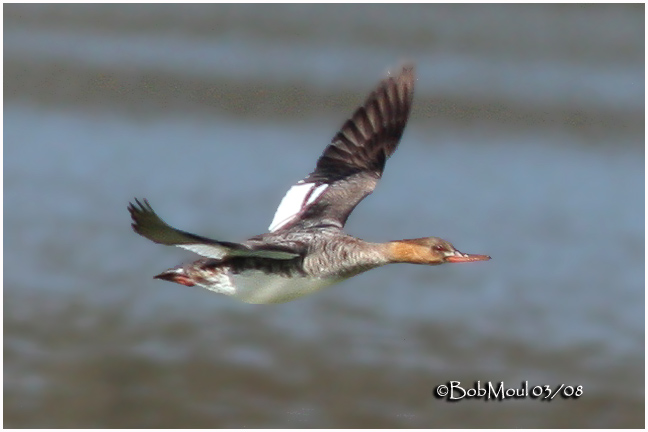 Red-breasted Merganser-Female